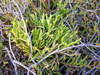 Issler's Clubmoss - Photo (c) nmehner, some rights reserved (CC BY-NC), uploaded by nmehner