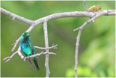 Chlorostilbon gibsoni