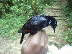 Onychognathus walleri