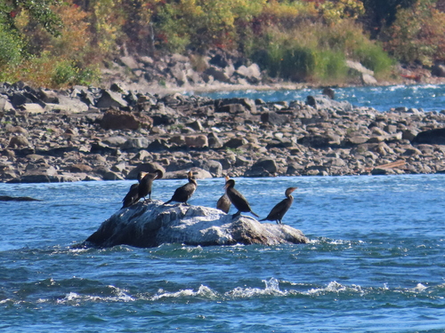 Double-crested Cormorant