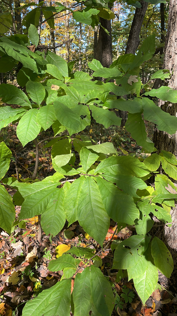 common pawpaw from Laurel Rd, South Bend, IN, US on October 20, 2025 at ...