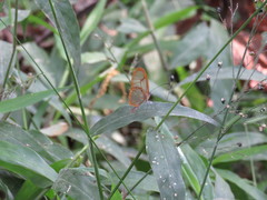 Pteronymia rufocincta