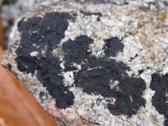 Lichenothelia