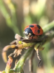 Coccinella septempunctata