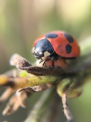 Coccinella septempunctata