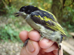 Pogoniulus coryphaea