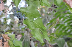 Smilax californica