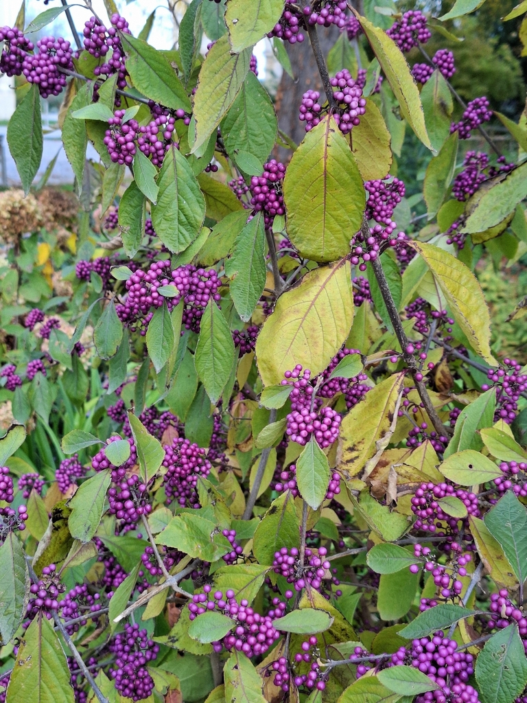 Callicarpa bodinieri