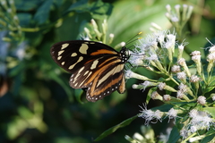 Lycorea halia cleobaea