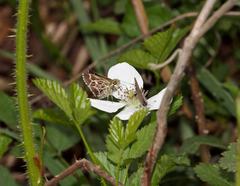 Amblyscirtes aesculapius