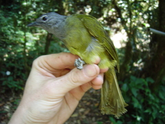 Arizelocichla tephrolaema