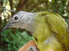 Arizelocichla tephrolaema