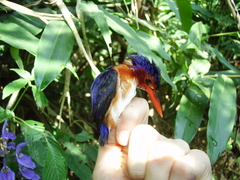 Corythornis leucogaster