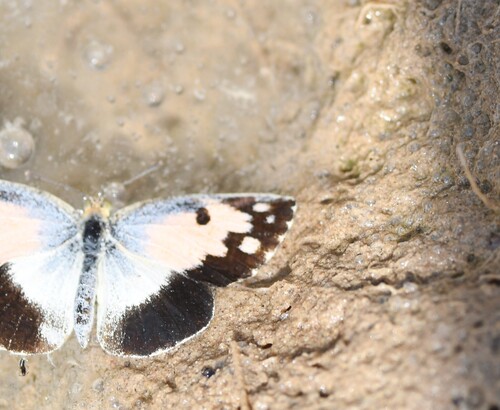 Colotis phisadia phisadia