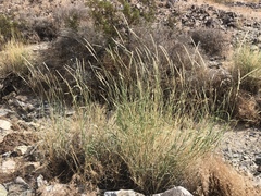 Hilaria rigida