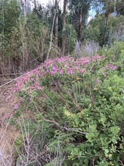 Pelargonium cucullatum cucullatum