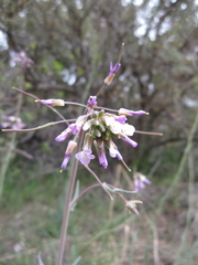 Boechera porphyrea