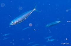 Decapterus