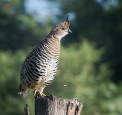 Banded Quail photo 2