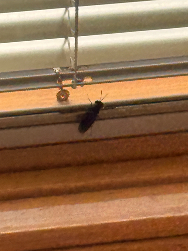 Unknown species found near Easton Ave, Somerset, NJ, US