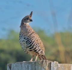 Banded Quail photo 3