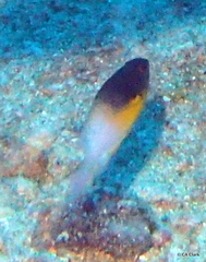 Stegastes partitus