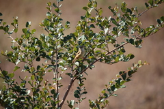Prinia subflava affinis