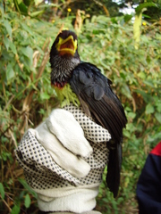 Trachyphonus purpuratus