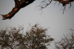 Corythaixoides concolor concolor