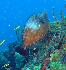 Cantherhines macrocerus