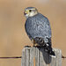 Prairie Merlin - Photo (c) Steven Mlodinow, some rights reserved (CC BY-NC), uploaded by Steven Mlodinow