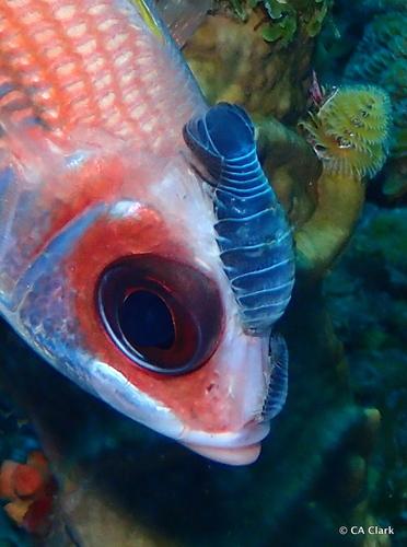 Anilocra holocentri · iNaturalist