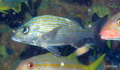 Haemulon carbonarium