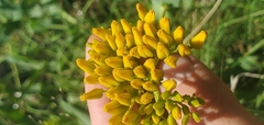 Greenleaf Yellowtops (Flaveria chlorifolia)