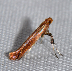Caloptilia invariabilis