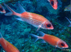 Holocentrus adscensionis