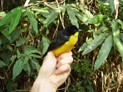 Laniarius atroflavus