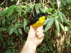 Laniarius atroflavus