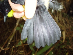 Laniarius atroflavus