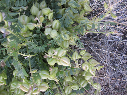 Astragalus lentiginosus var. diphysus
