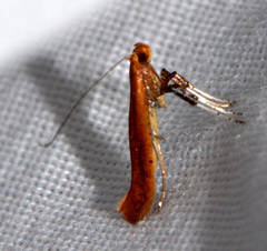 Caloptilia invariabilis