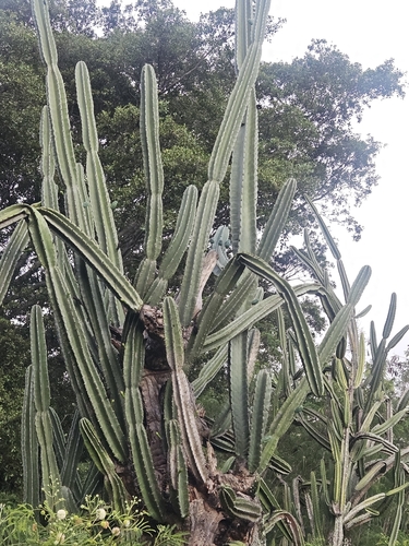 Cereus hildmannianus observed 2025-10-20