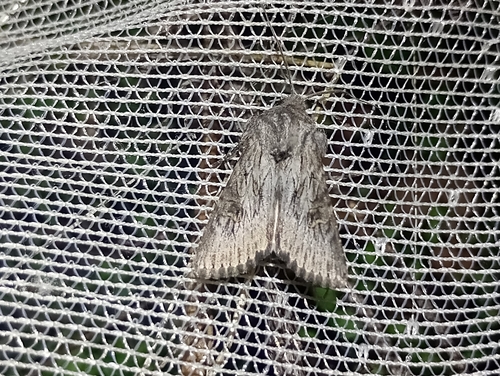 Feathered Brindle