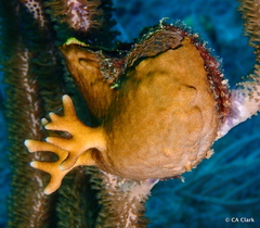 Pteria colymbus