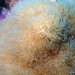 Erythropodium caribaeorum - Photo (c) sea-kangaroo, μερικά δικαιώματα διατηρούνται (CC BY-NC-ND), uploaded by sea-kangaroo