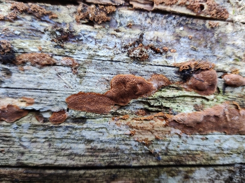 Fuscoporia viticola