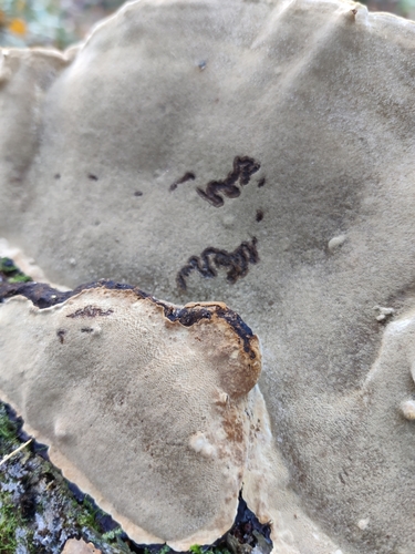 Phellopilus nigrolimitatus