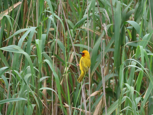 Southern Brown-throated Weaver (Ploceus xanthopterus), photo 7