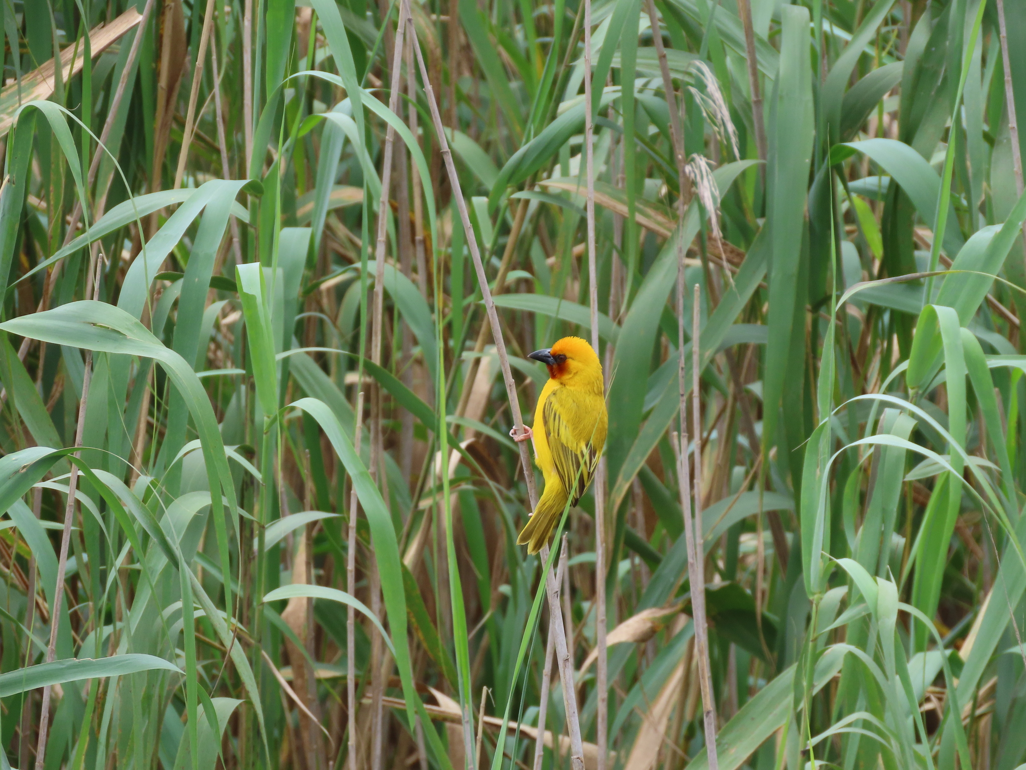 Southern Brown-throated Weaver (Ploceus xanthopterus), photo 6