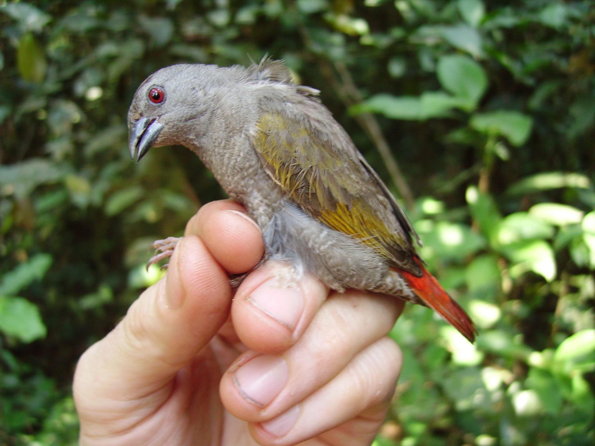 Red-faced Pytilia illustration
